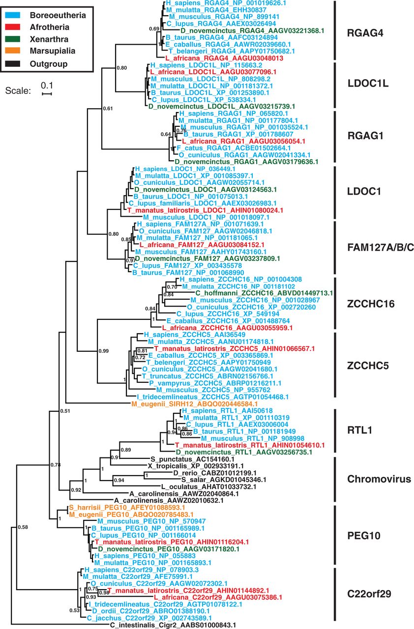 Bayesian phylogeny of the sushi family of RDDGs