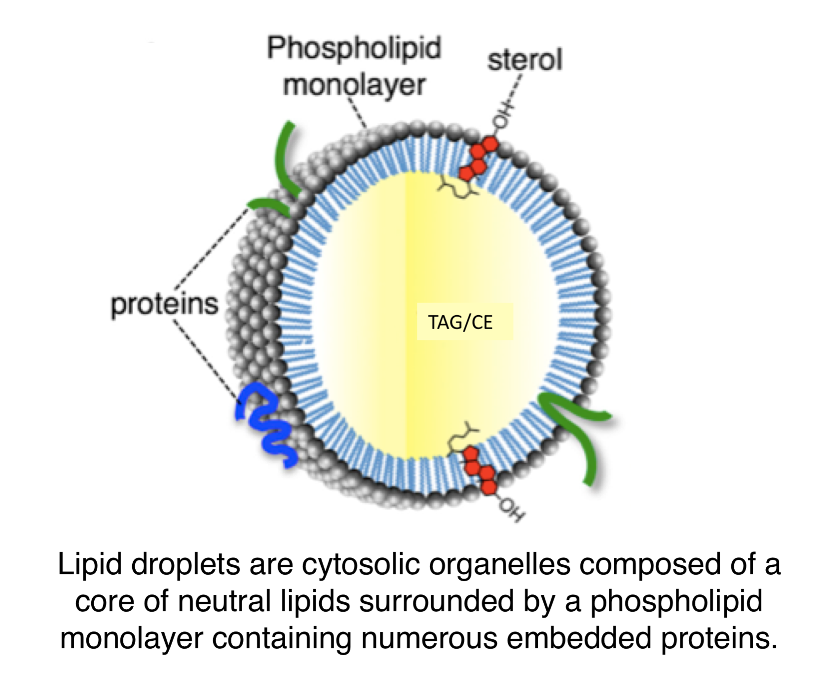 Lipid droplet structure