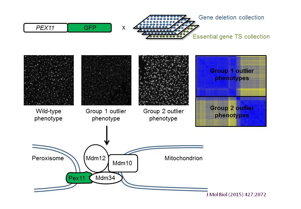 Pex11_ERMES complex localization